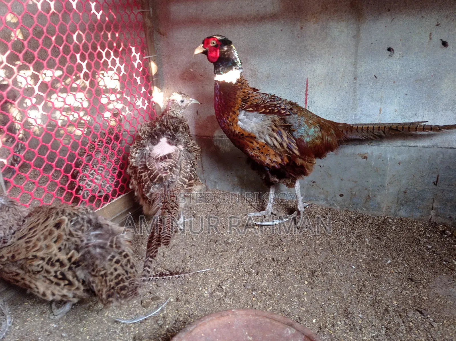Running Fayoumi and Sonali cross chickens, Kadaknath, Pheasant