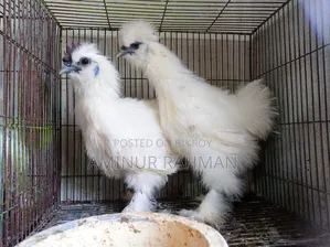 Silkie Chicken and Chicks