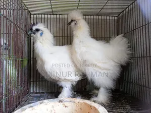Silkie Chicken and Chicks