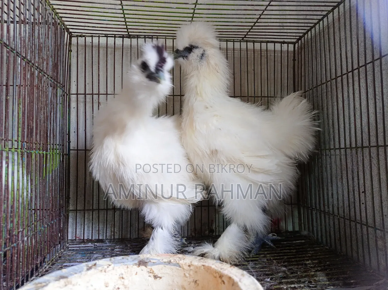 Silkie Chicken and Chicks