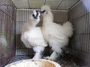 Silkie Chicken and Chicks