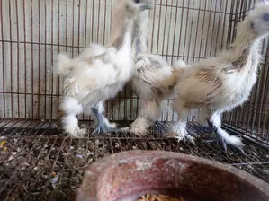 Silkie Chicken and Chicks