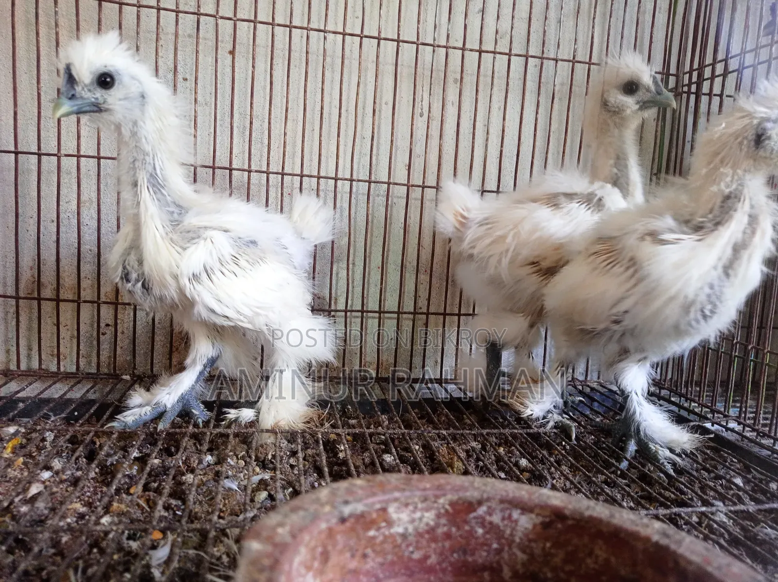 Silkie Chicken and Chicks