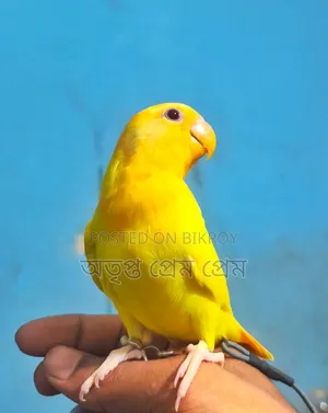 Love Birds