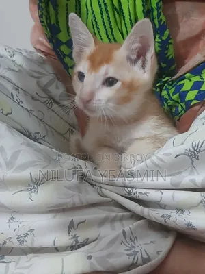 1-3 Months Male Purebred Cat