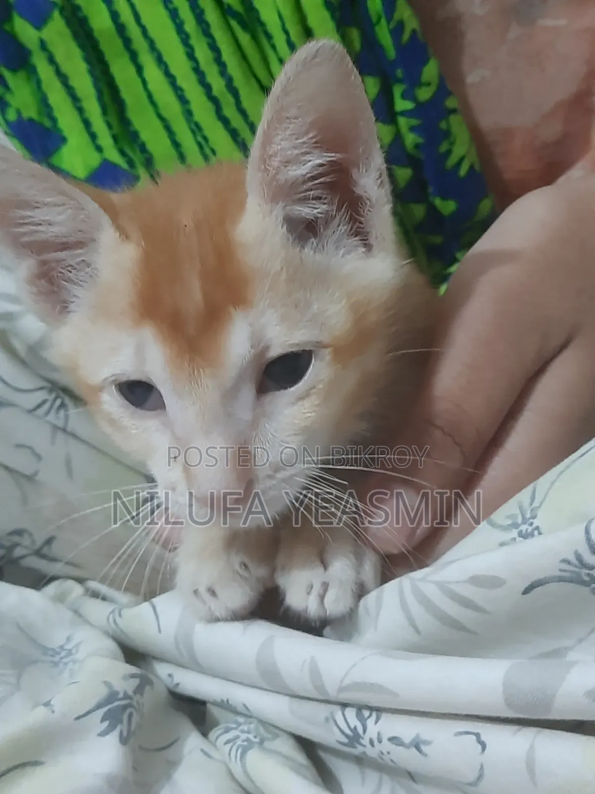 1-3 Months Male Purebred Cat