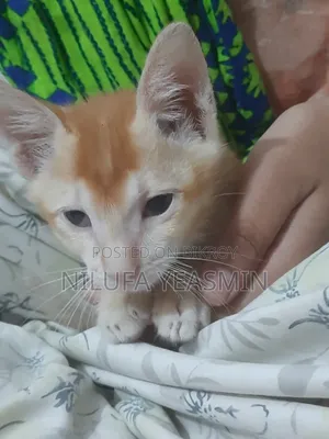 1-3 Months Male Purebred Cat
