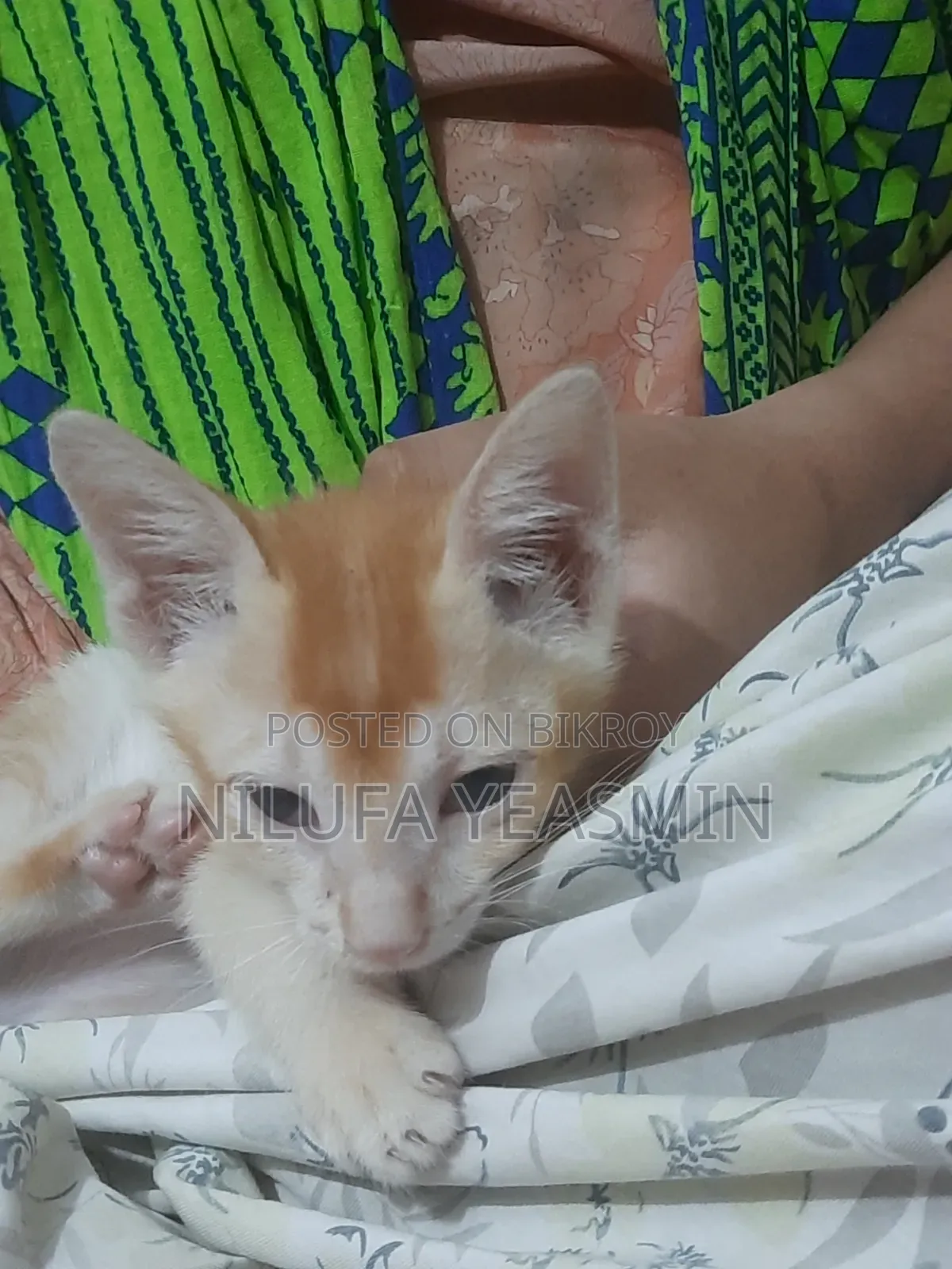 1-3 Months Male Purebred Cat