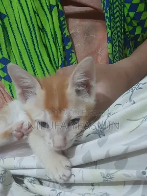 1-3 Months Male Purebred Cat