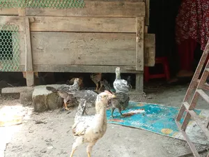 মুরগির বাচ্চা বিক্রি হবে