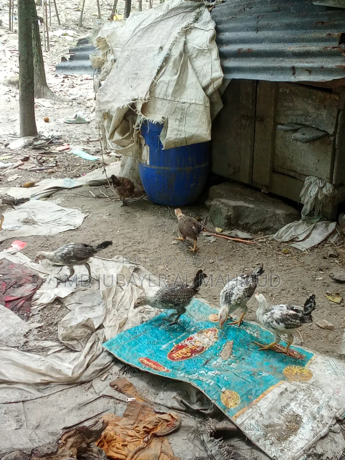 মুরগির বাচ্চা বিক্রি হবে