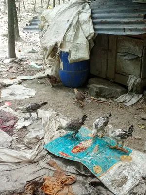 মুরগির বাচ্চা বিক্রি হবে