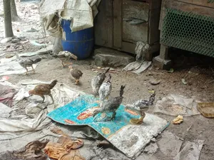 মুরগির বাচ্চা বিক্রি হবে