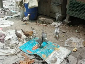মুরগির বাচ্চা বিক্রি হবে