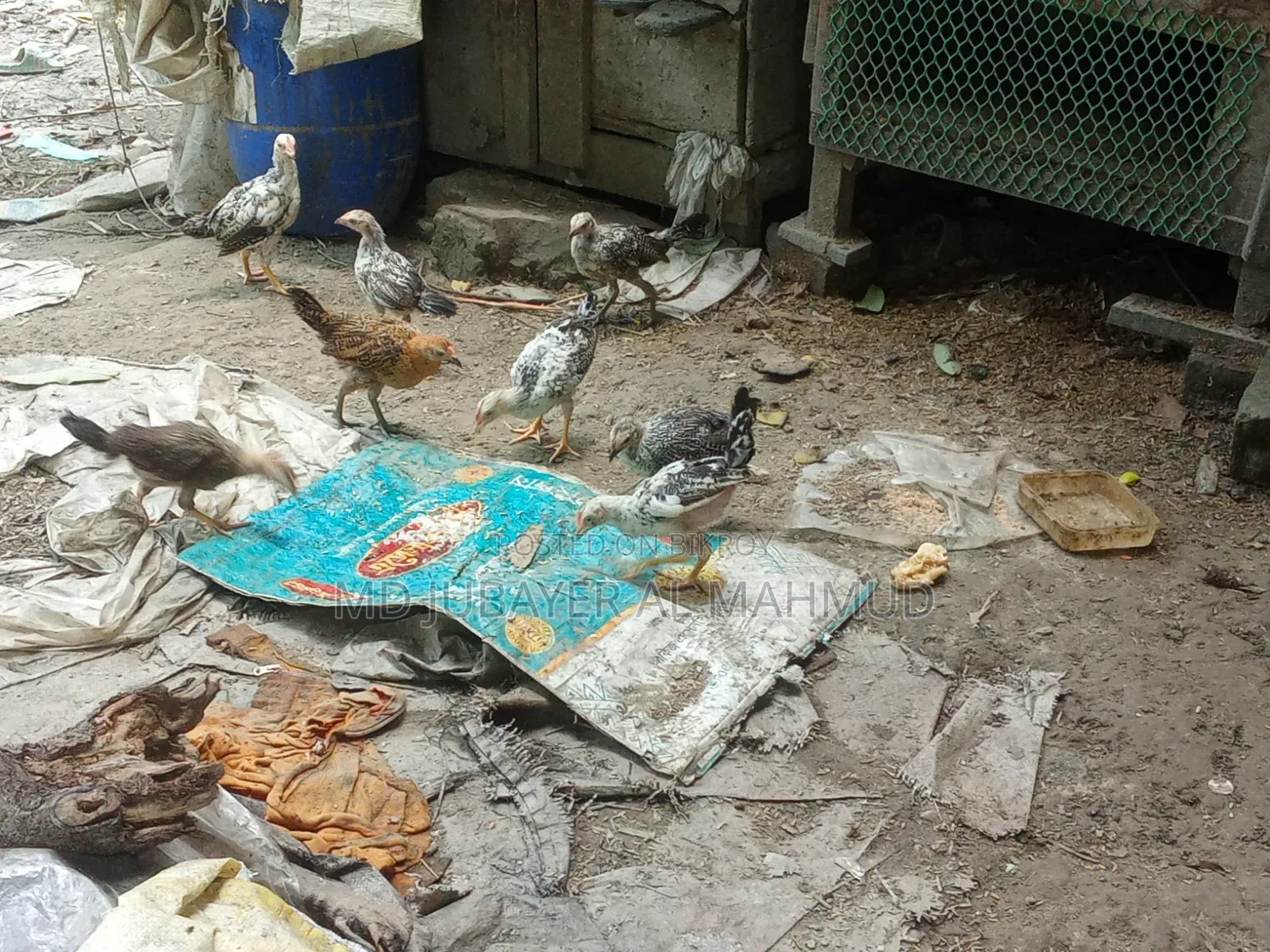 মুরগির বাচ্চা বিক্রি হবে