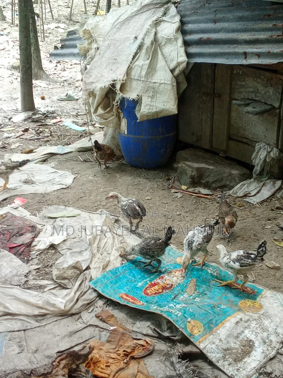 মুরগির বাচ্চা বিক্রি হবে