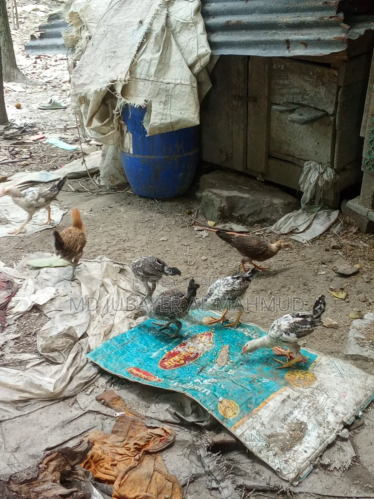 মুরগির বাচ্চা বিক্রি হবে