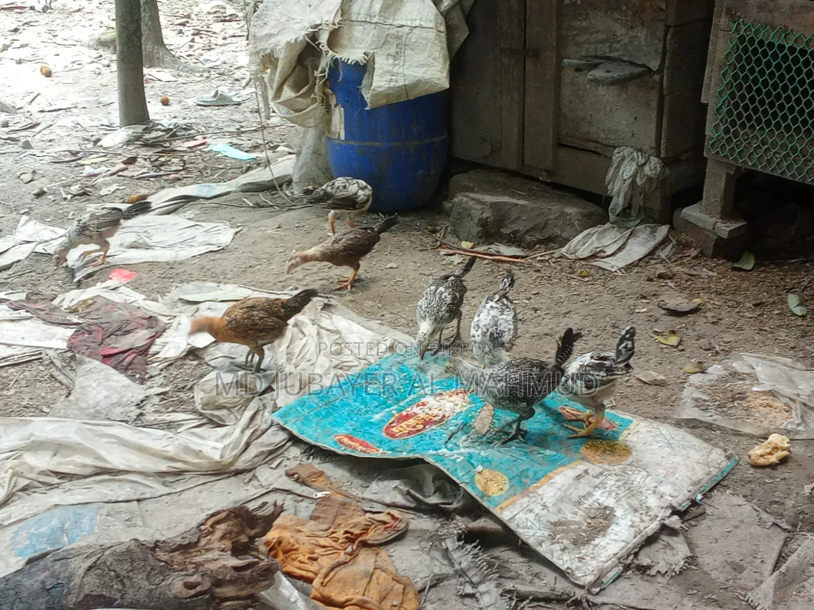 মুরগির বাচ্চা বিক্রি হবে