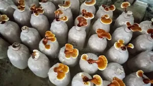 Reishi Mushroom