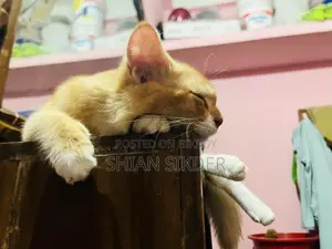3-6 Months Male Mixed Breed Cat