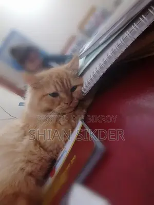 3-6 Months Male Purebred Persian