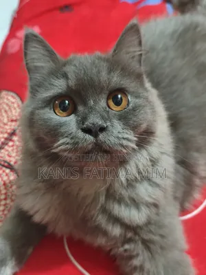 3-6 months Male Purebred Russian Blue