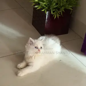 1-3 Months Female Purebred Persian