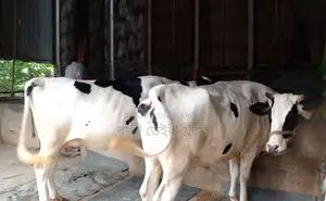 ১২৮৬ নং উন্নত জাতের ২টি গাভী গরু ।