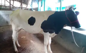 ১২৮৭ নং পোষার জন্য ভালো জাতের বকনা গরু ।