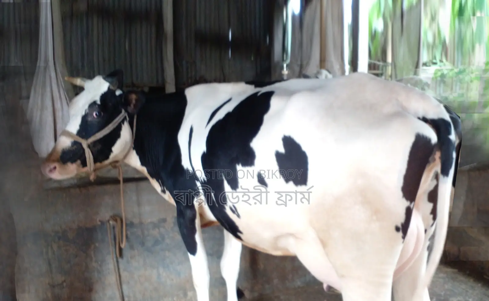 ১২৮৮ নং ফ্রিজিয়ান জাতের গাভী গরু ।