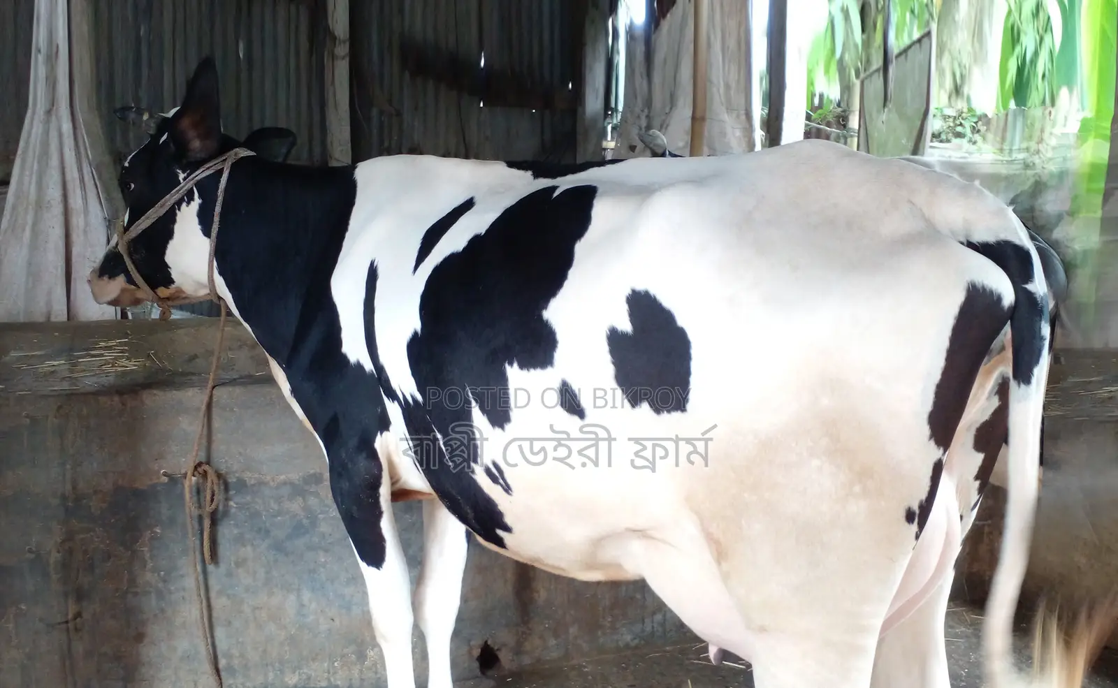 ১২৮৮ নং ফ্রিজিয়ান জাতের গাভী গরু ।