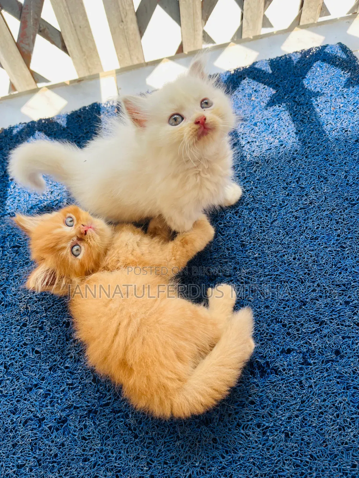 1-3 Months Male Purebred Persian