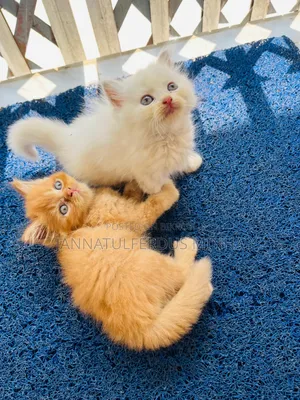 1-3 Months Male Purebred Persian