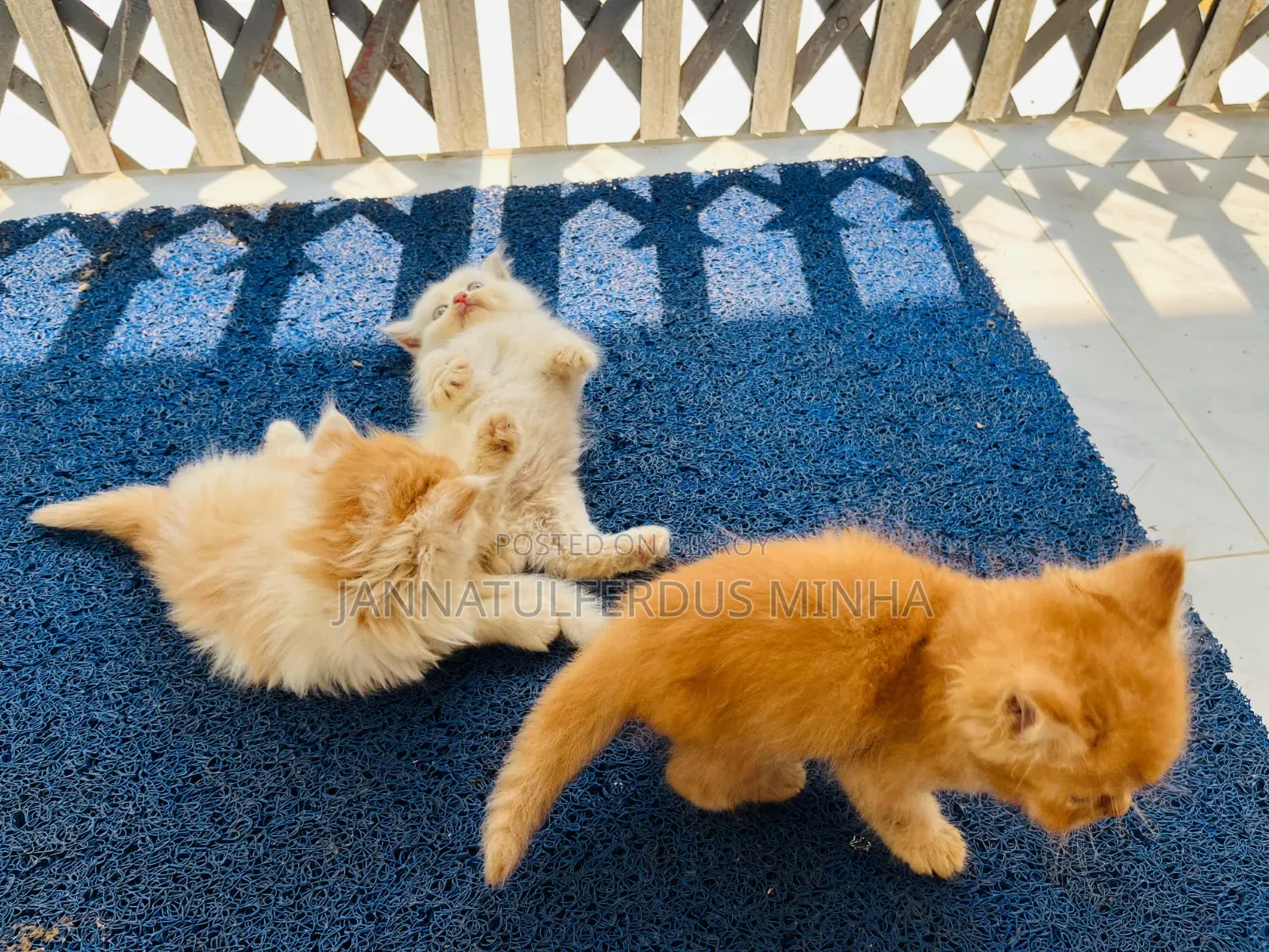 1-3 Months Male Purebred Persian
