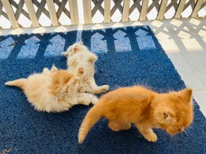 1-3 Months Male Purebred Persian