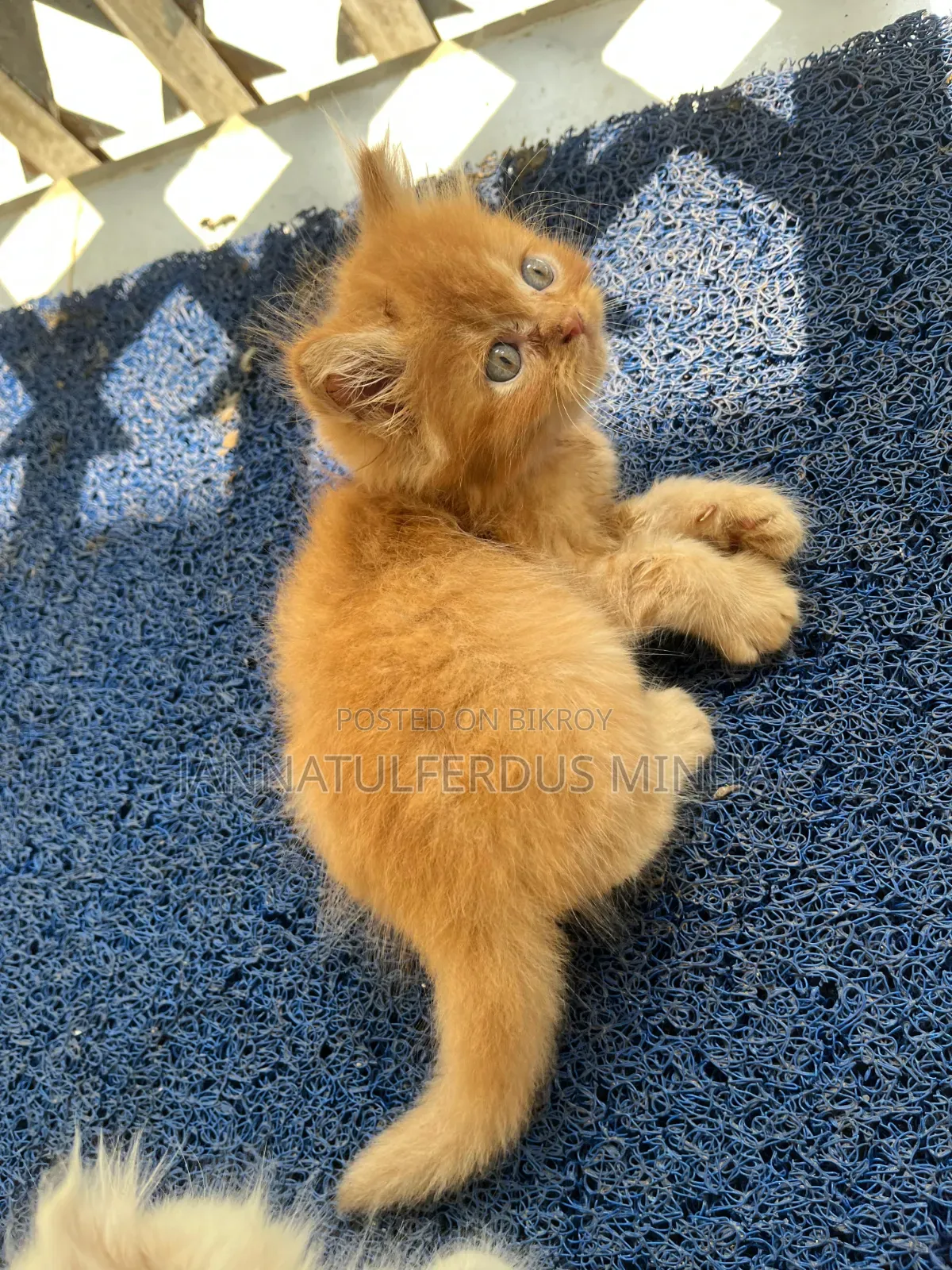 1-3 Months Male Purebred Persian