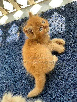 1-3 Months Male Purebred Persian