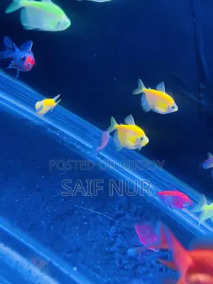 Aquarium Fish