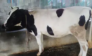 ১২৮৯ নং নং বকনা গরু উন্নত জাতের ।