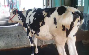 ১২৯০নং নিঃসন্ধেহে বকনা কিনুন পোষার জন্য ভালো হবে ।