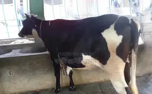 ১২৭৯ নং বকনা গরু বিক্রয় হবে।