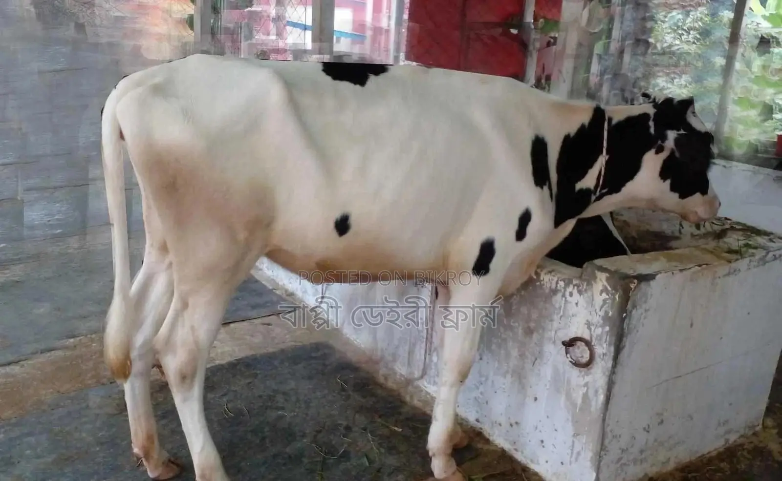 ১২৮০ নং বকনা গরু।