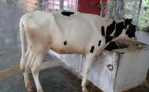 ১২৮০ নং বকনা গরু।