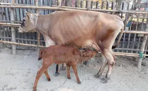 ১২৭৭নং জার্সি গাভী বিক্রয় হবে।