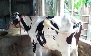 ১২৭৬নং বেশী দুধের গাভী ।
