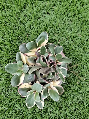 জিনি পেপেরোমিয়া বা জেলি পেপেরোমিয়া।