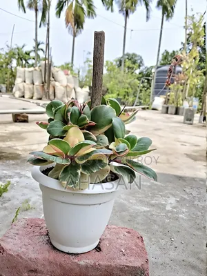 জিনি পেপেরোমিয়া বা জেলি পেপেরোমিয়া।