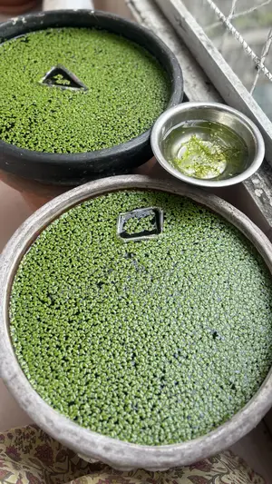২০ পিস মিক্সড গাপ্পি ফ্রাই এবং ডাকউইড