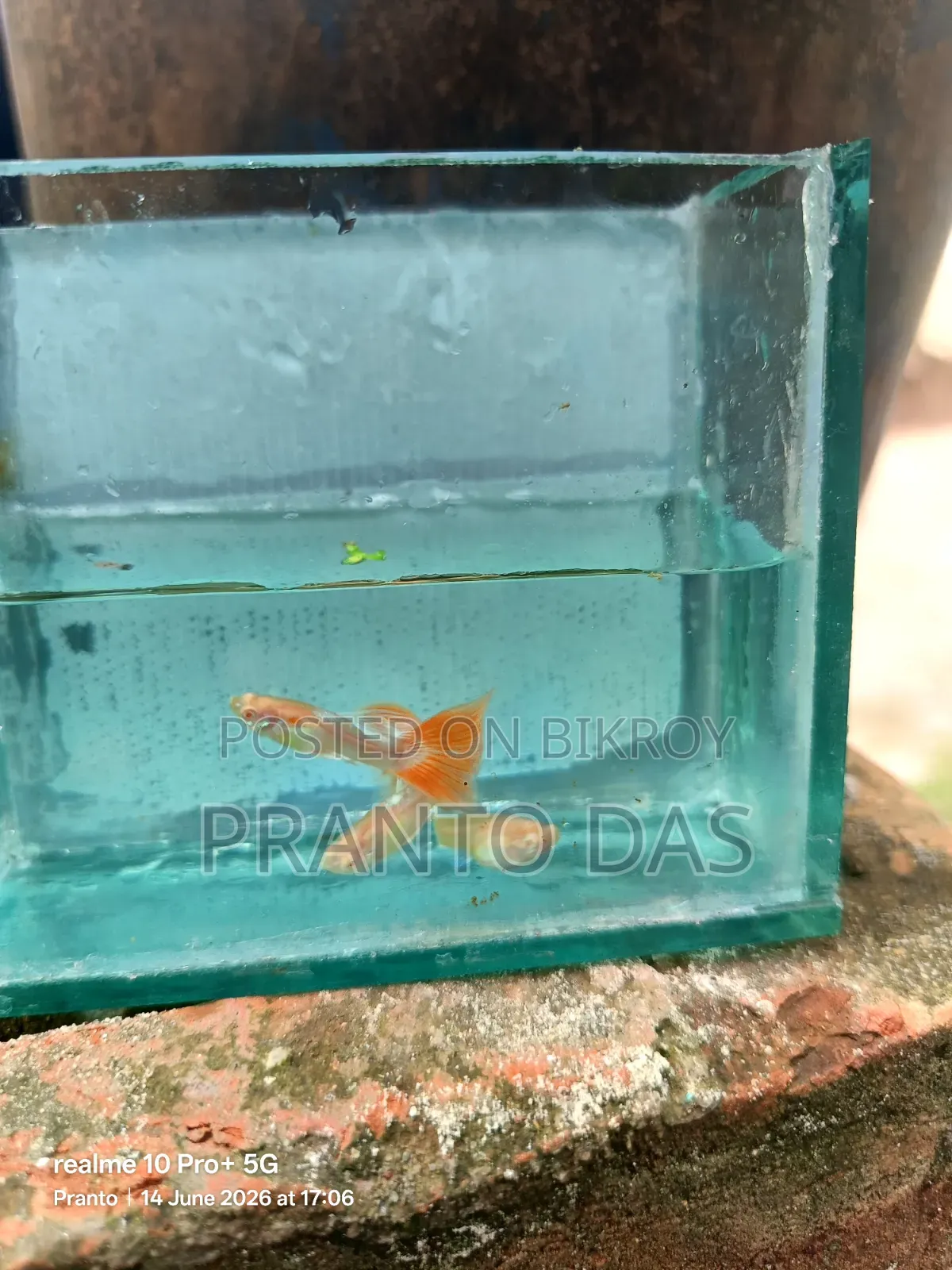 Albino Red Topaz Guppy