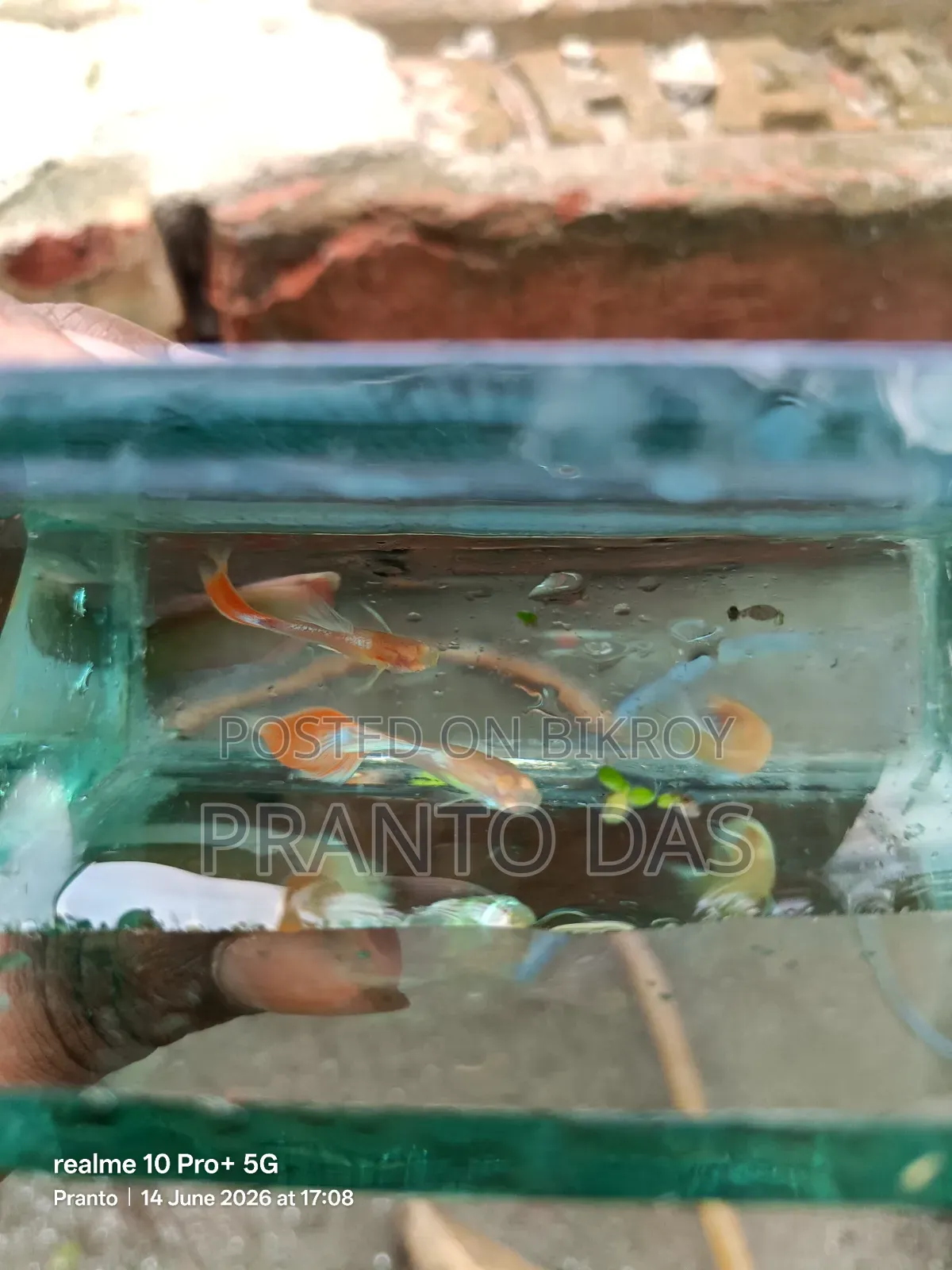Albino Red Topaz Guppy